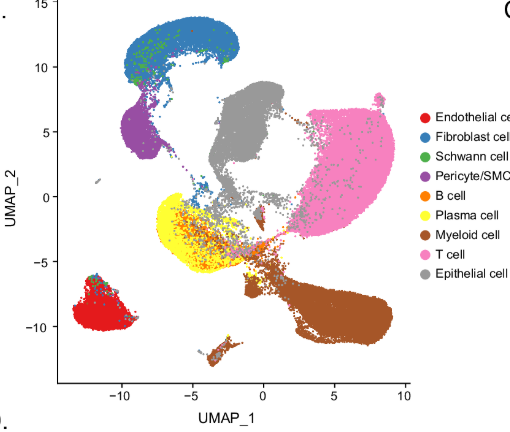 Cell populations in the HNSCC microenvironment