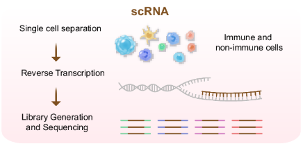 Single-cell sequencing workflow
